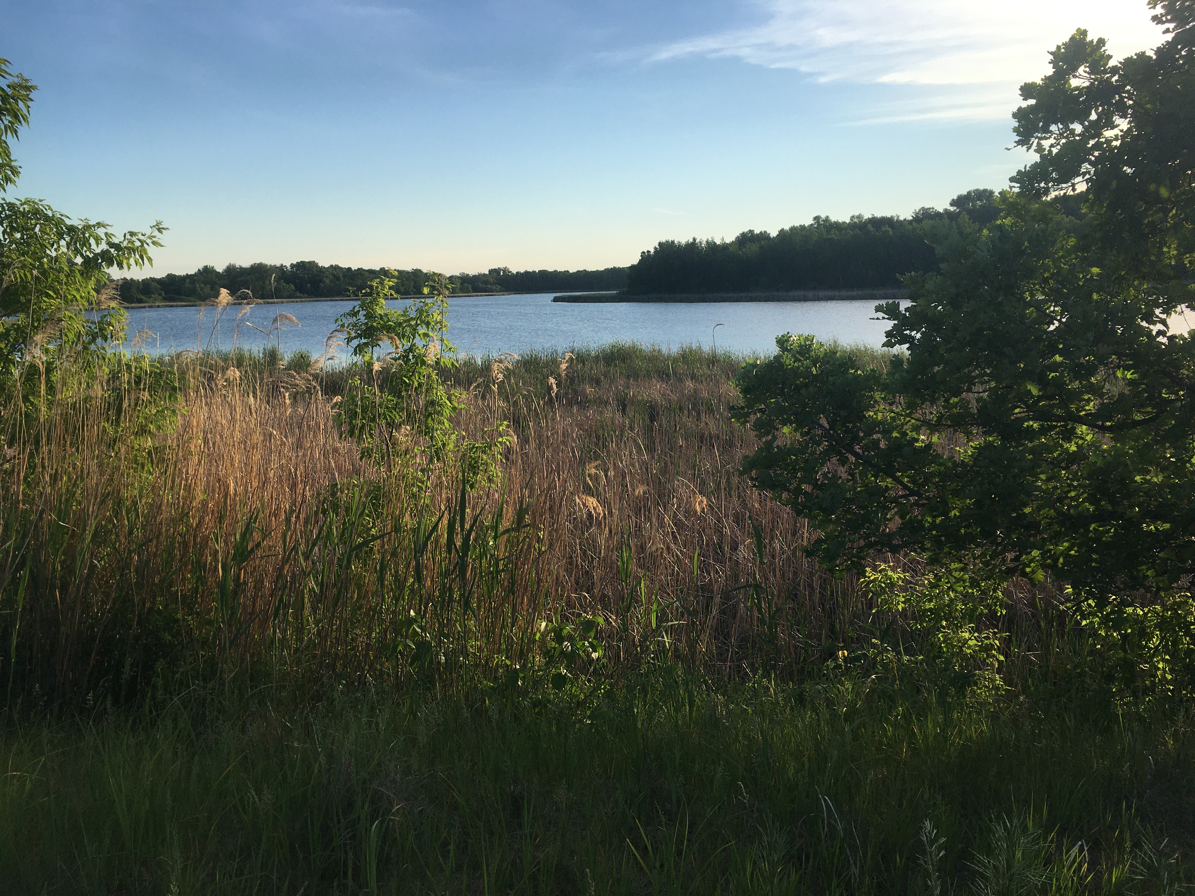 Grasses and greenery are shown
in front of a wide bend in a river, with a treed island visible across the
way. The sky is clear except for a few clouds