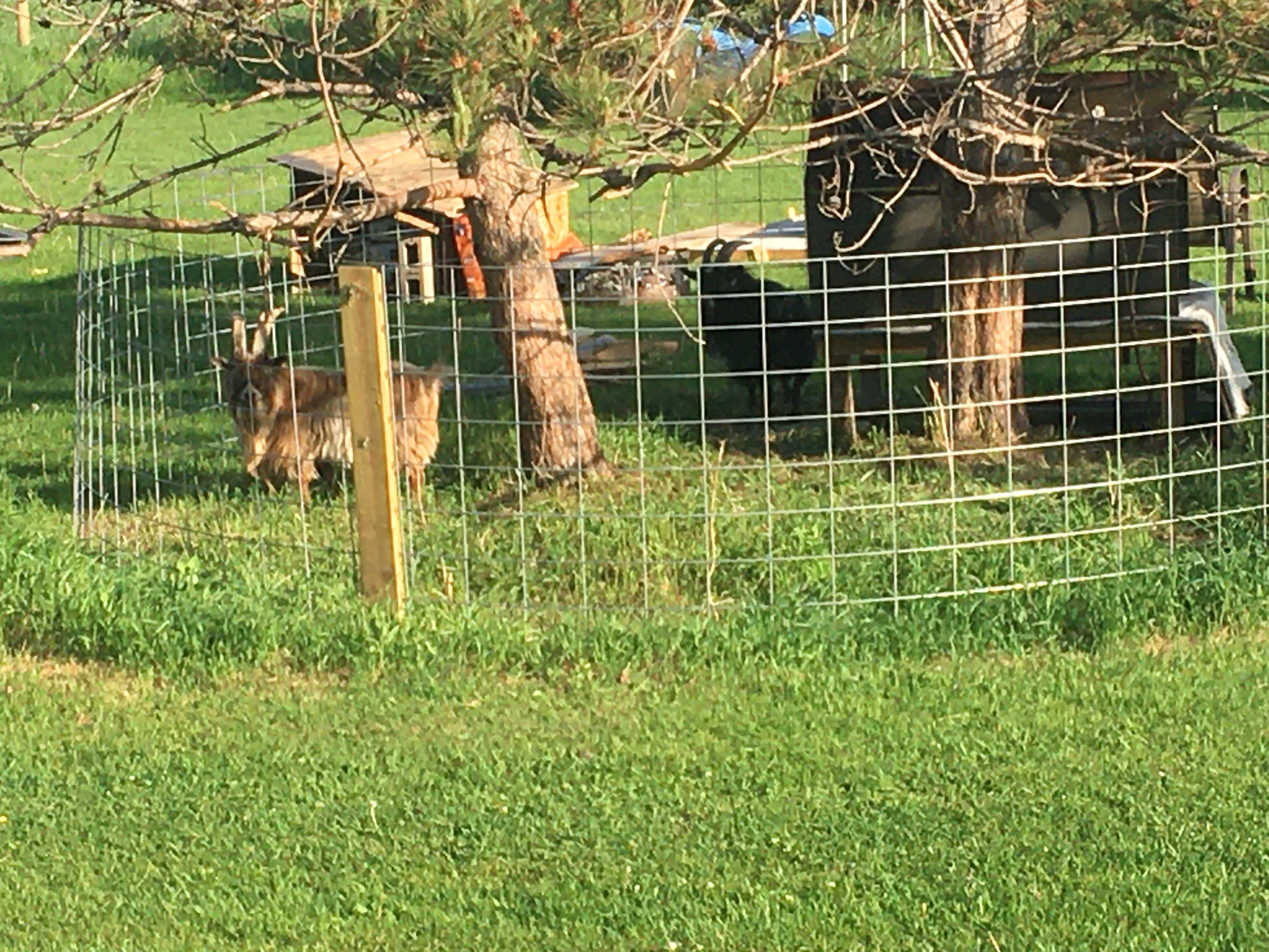 Two small but adorable goats in a circular enclosure also including two trees