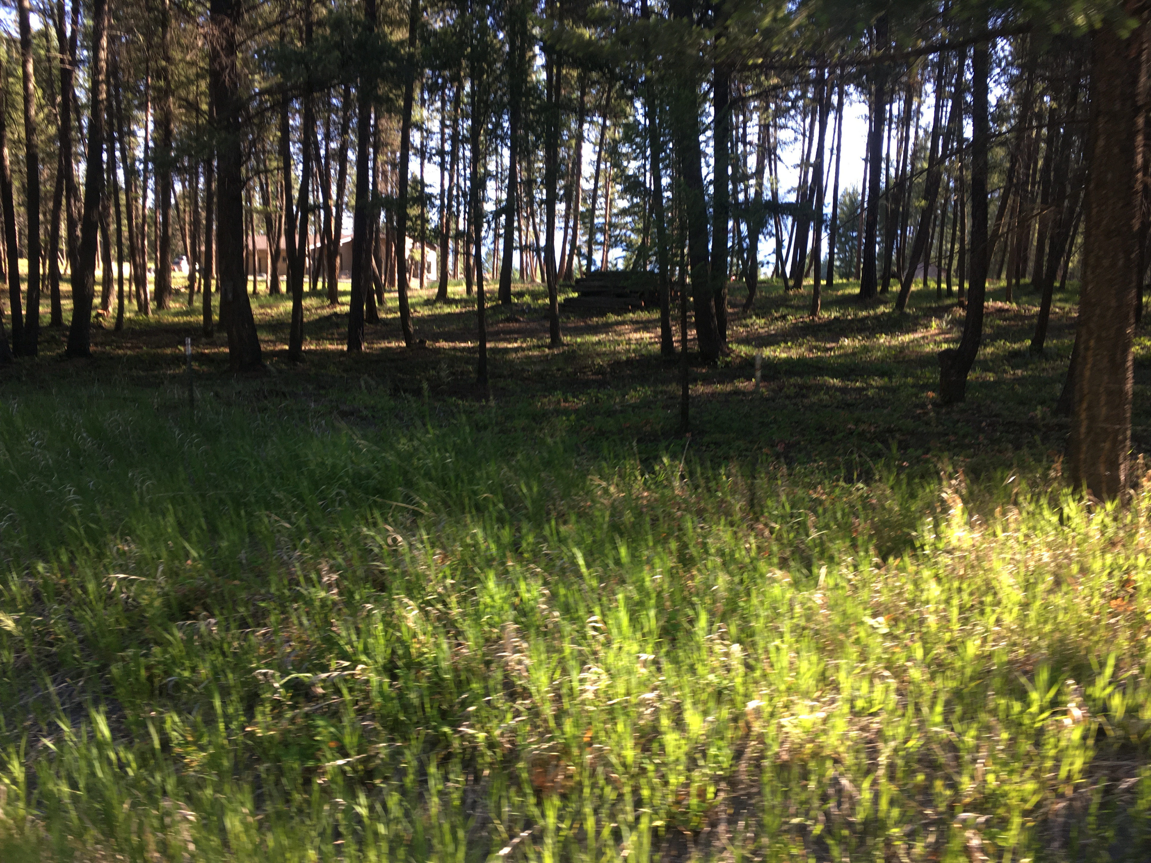 grasses in the foreground
accent a generously spaced wood of evergreens, with clear blue sky visible
through gaps in the trees