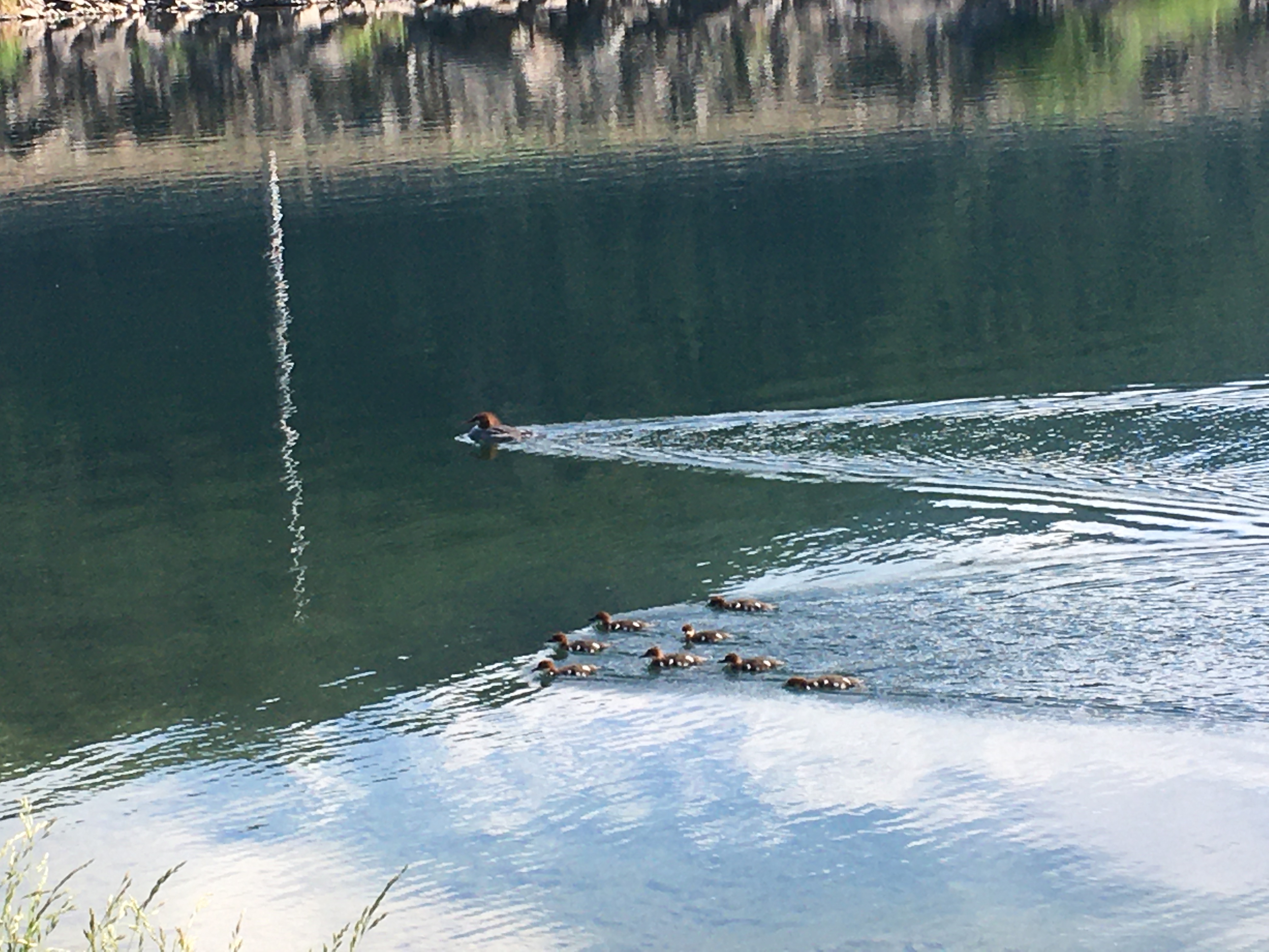 A calm lake with one adult
merganser and no fewer than eight tiny ones, each leaving a wake behind
them as they swim toward the left