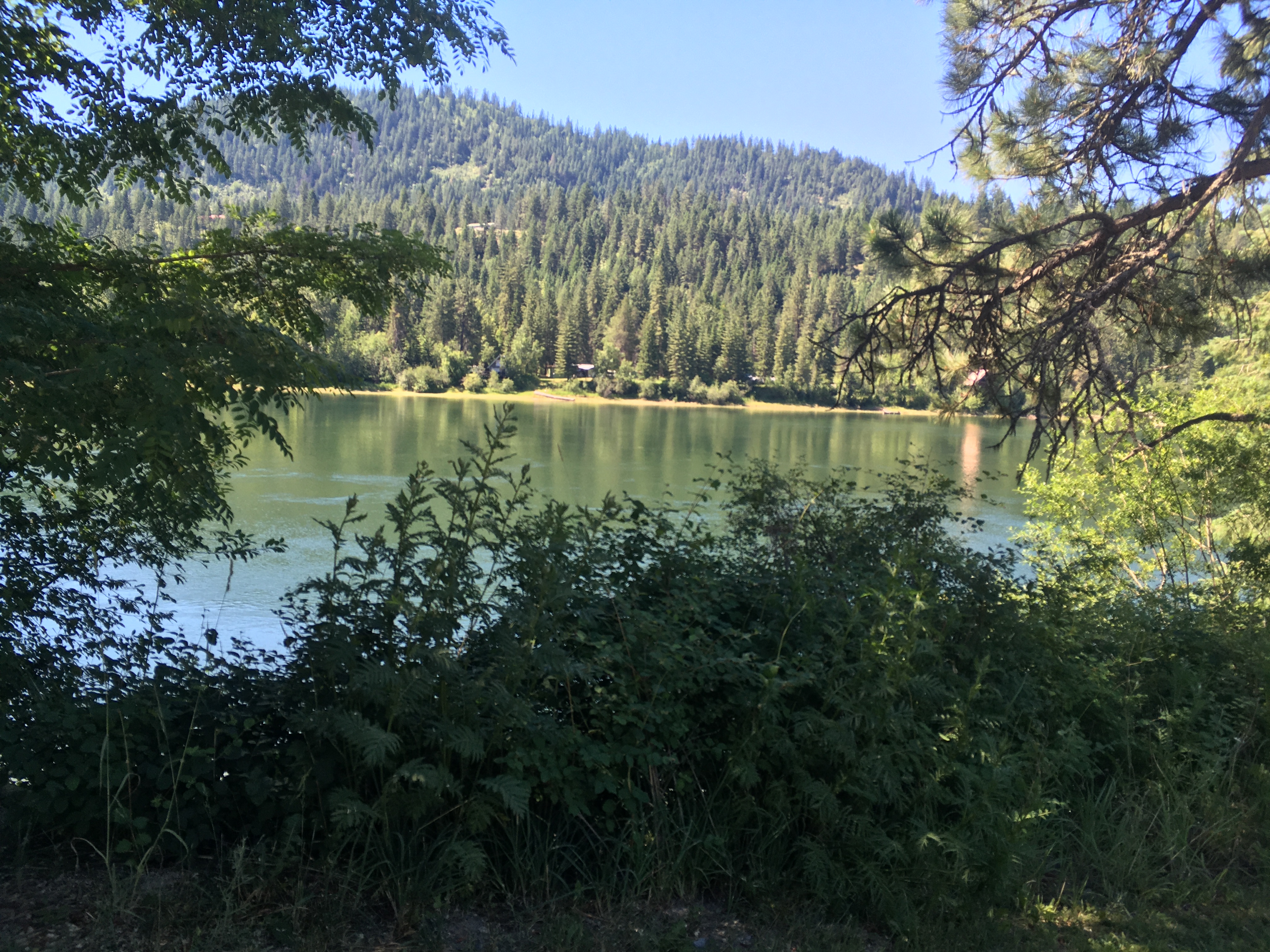 a lake and trees