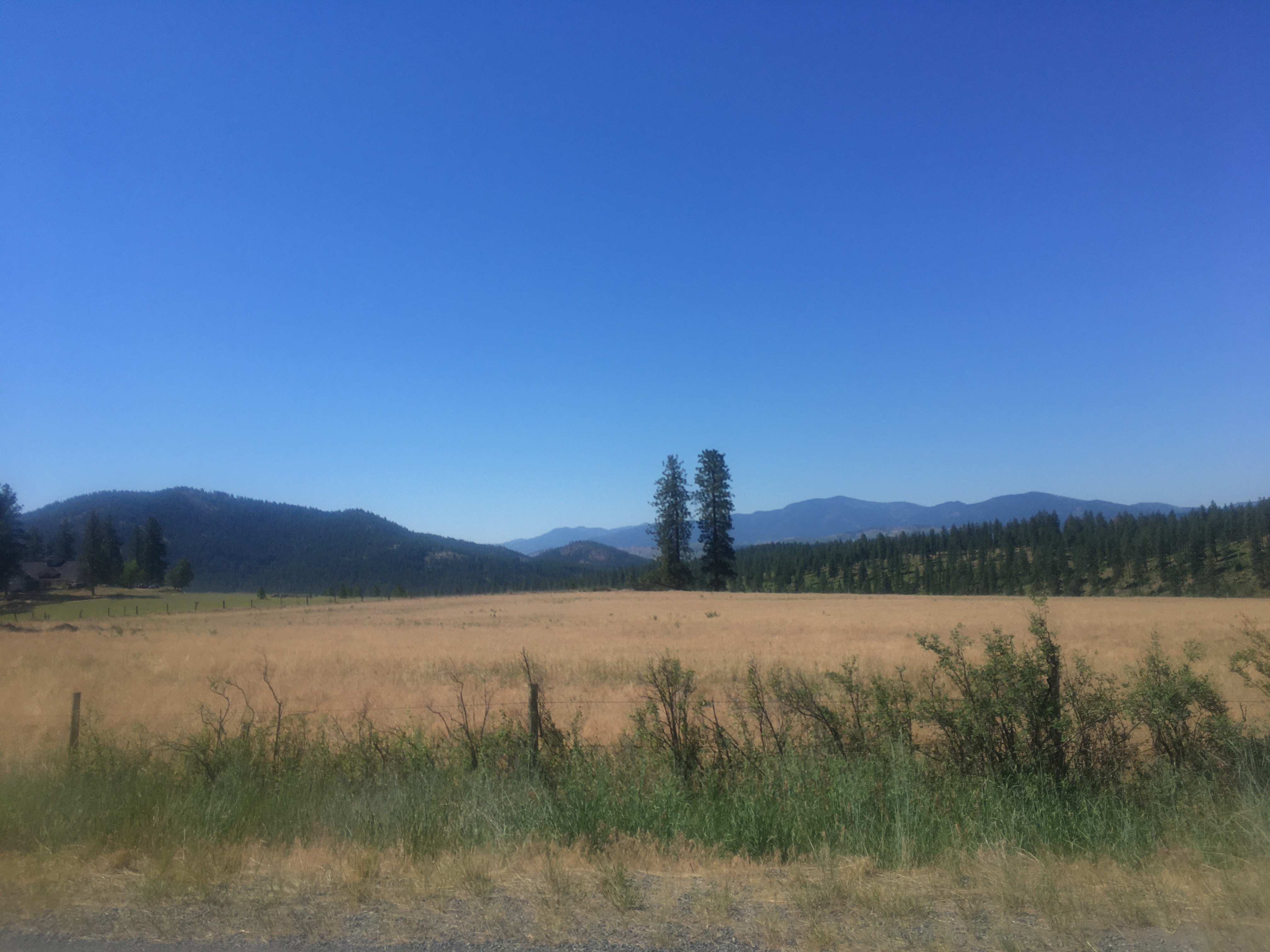 brown grasses and some
low-lying shrubs in the foreground, hills and two isolated trees stand tall
further back.