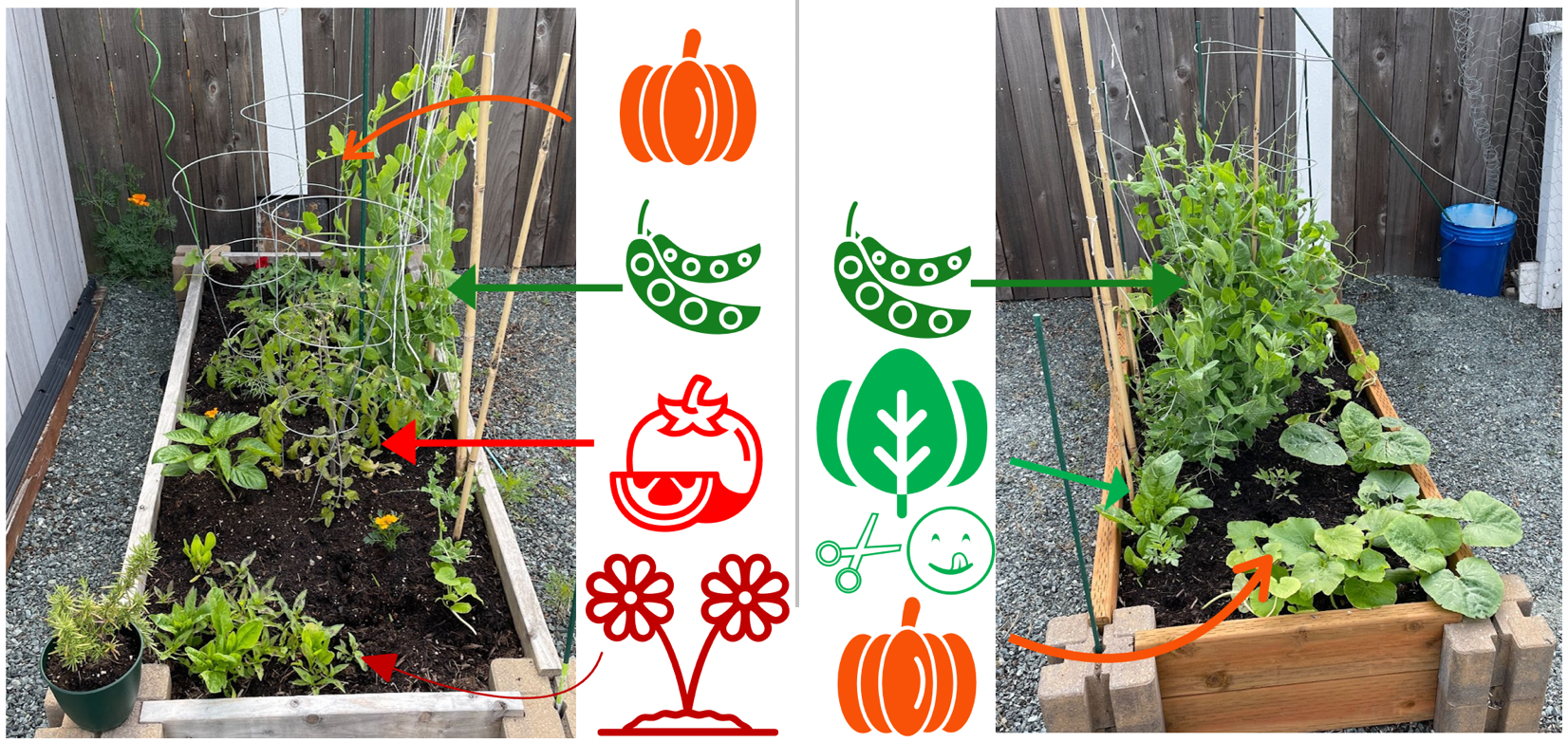 Two vegetable beds - help yourself!